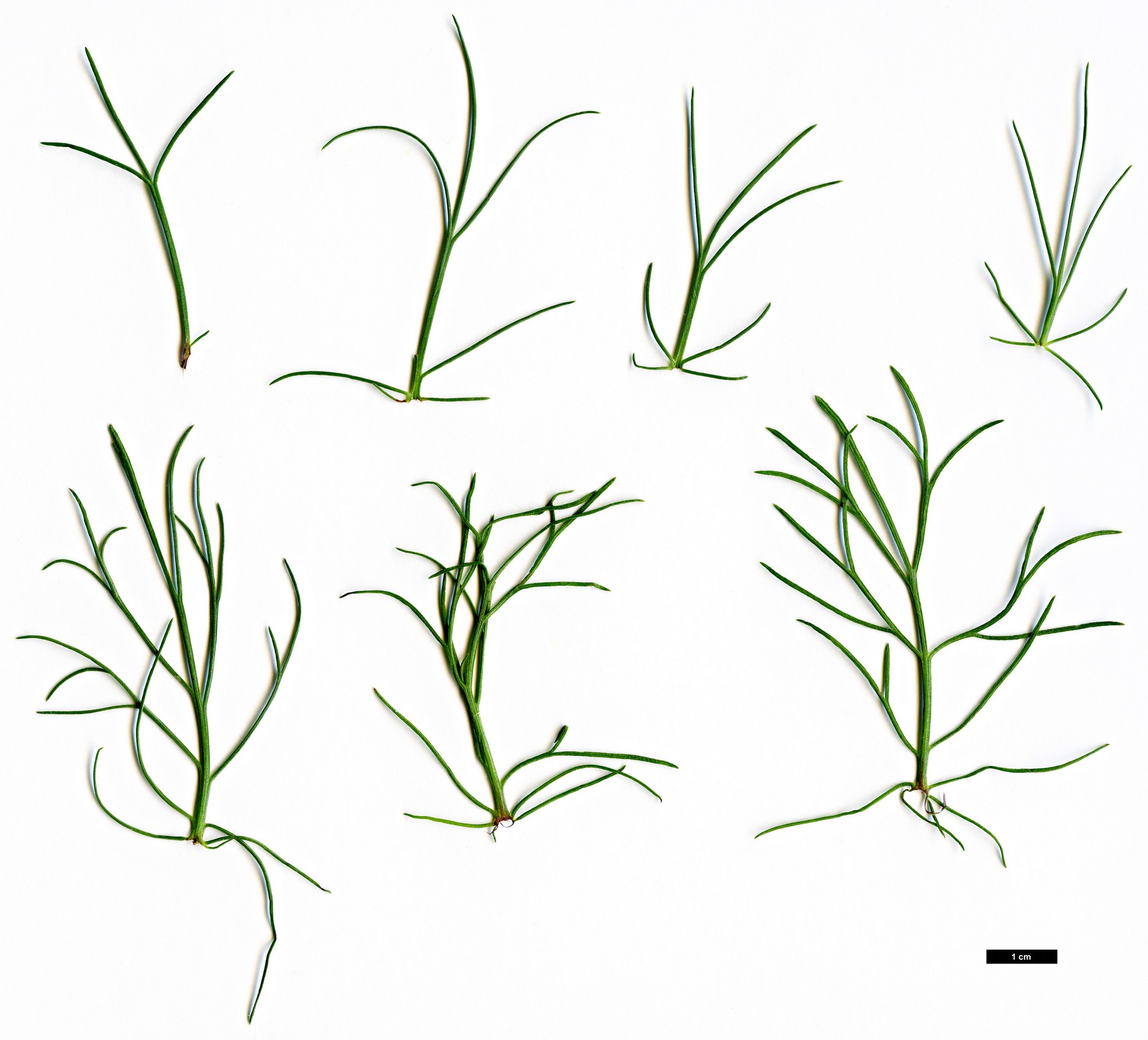 High resolution image: Family: Asteraceae - Genus: Artemisia - Taxon: campestris